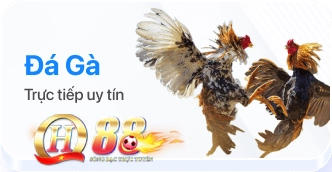 Đá gà QH88